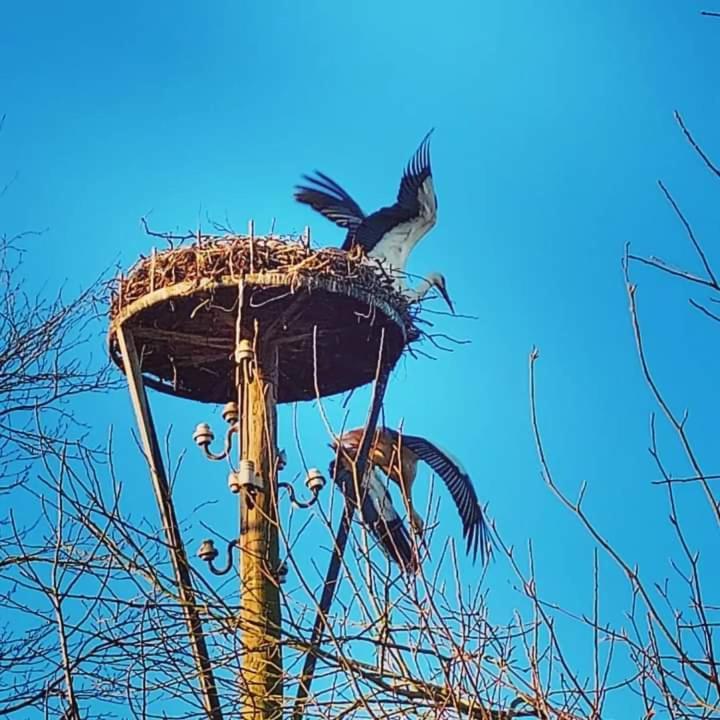 Uylkenshof Safaritenten En Natuurhuisjes Epe Exterior foto